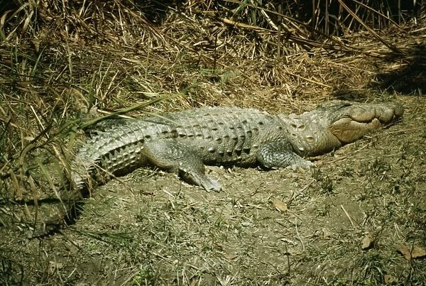 Marsh Mugger Crocodile
