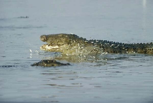 Marsh Mugger Crocodile - feeding on small fish 