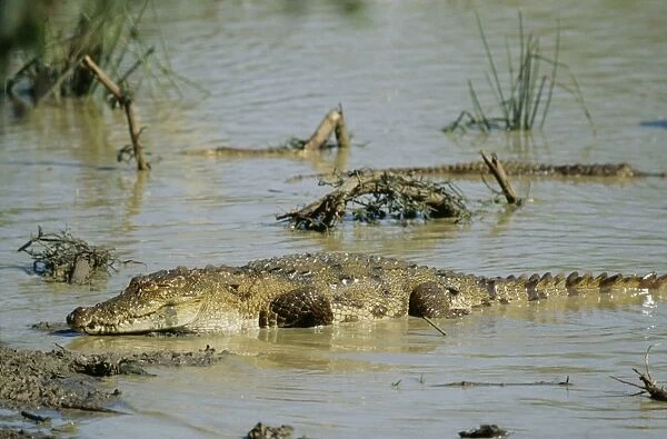 Marsh Mugger Crocodile Sri Lanka