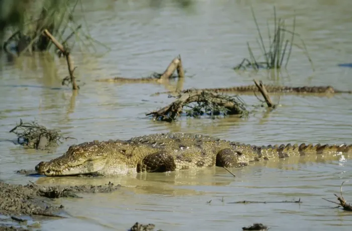 Framed Print : Marsh Mugger Crocodile Sri Lanka Framed Print : Marsh Mugger Crocodile Sri Lanka