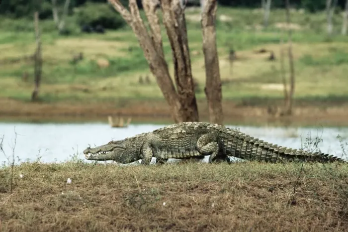 Framed Print : Marsh Mugger Crocodile Sri Lanka Framed Print : Marsh Mugger Crocodile Sri Lanka