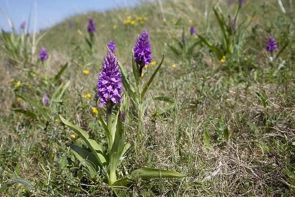Marsh Orchid - in sand dunes - Oxwich Bay Gower South Wales UK