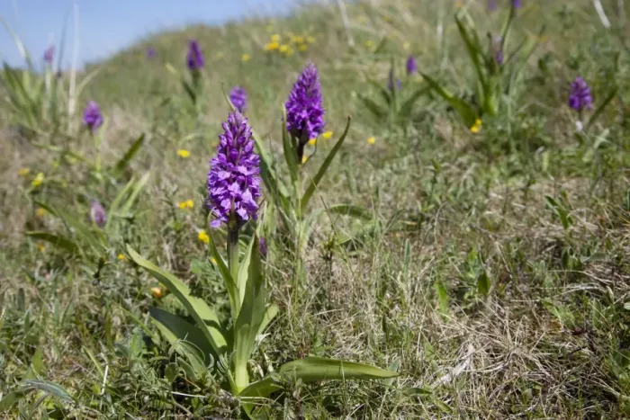Framed Print : Marsh Orchid - in sand dunes - Oxwich Bay Gower South Wales UK Framed Print : Marsh Orchid - in sand dunes - Oxwich Bay Gower South Wales UK