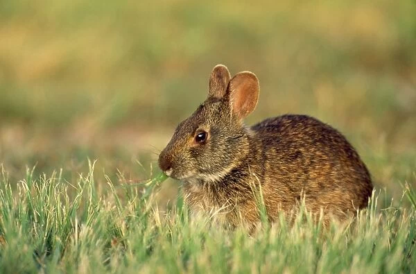 Marsh Rabbit -eating - Everglades Florida USA