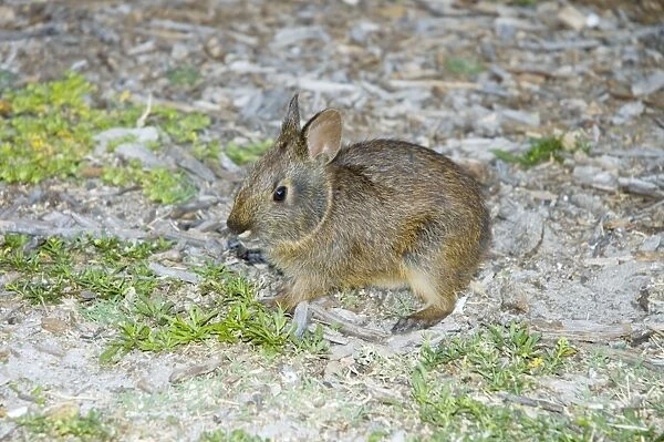 Marsh Rabbit - USA