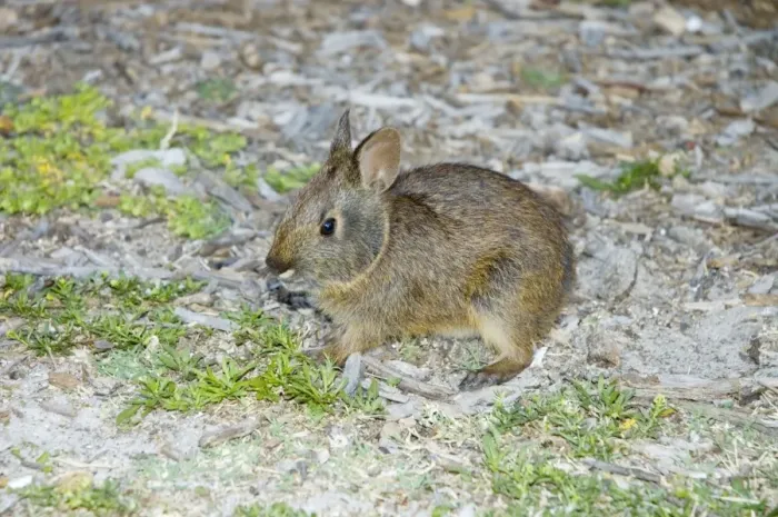 Framed Print : Marsh Rabbit - USA Framed Print : Marsh Rabbit - USA
