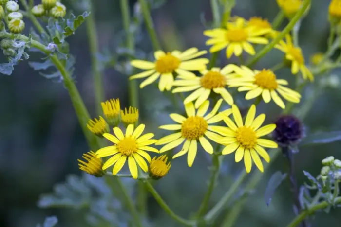 Framed Print : Marsh Ragwort - Cornwall - UK Framed Print : Marsh Ragwort - Cornwall - UK