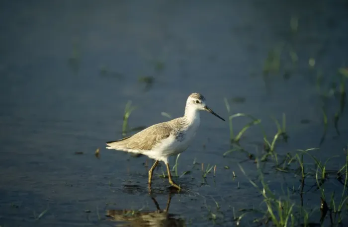Framed Print : Marsh Sandpiper - Sri Lanka Framed Print : Marsh Sandpiper - Sri Lanka