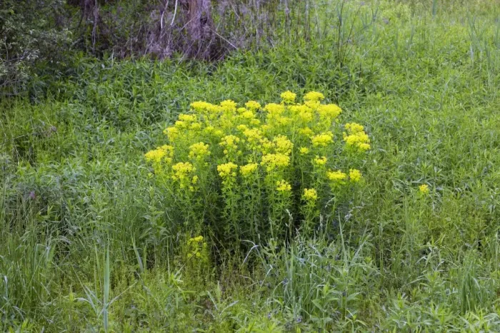 Framed Print : Marsh spurge - Alsace - France Framed Print : Marsh spurge - Alsace - France