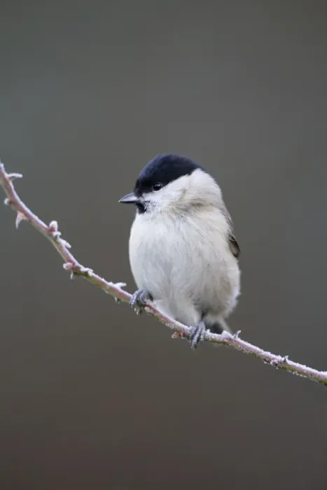Framed Print : Marsh Tit Cleveland. UK