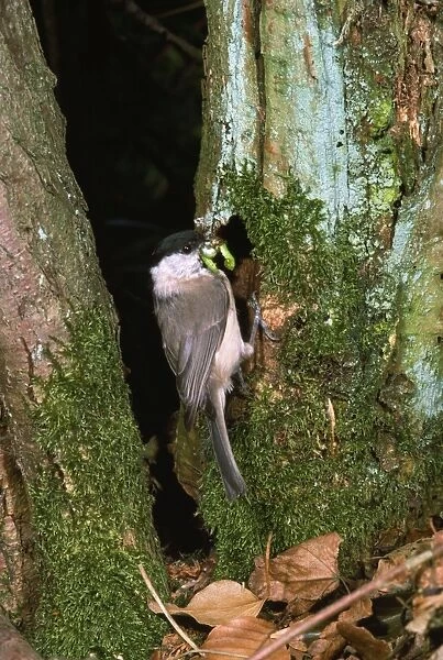 Marsh Tit - with grub in beak at nest hole