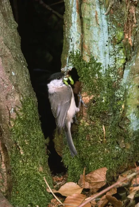 Framed Print : Marsh Tit - with grub in beak at nest hole