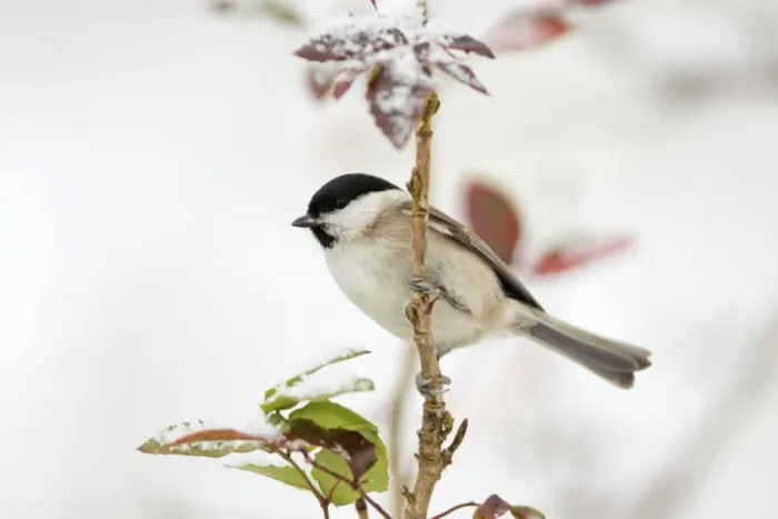 Framed Print : Marsh Tit - on Mahonia plant in snow, Lower Saxony, Germany