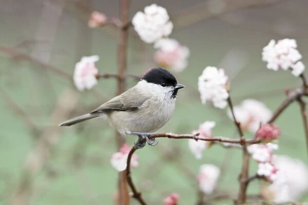 Marsh Tit - perched on branch of flowering Viburnum in garden, winter, Lower Saxony, Germany