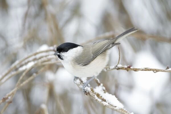 Marsh Tit - perched on branch in winter - Lower Saxony - Germany