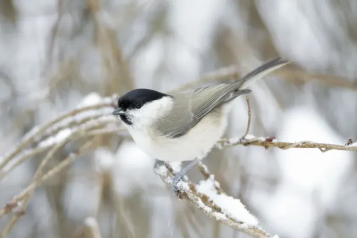 Framed Print : Marsh Tit - perched on branch in winter - Lower Saxony - Germany Framed Print : Marsh Tit - perched on branch in winter - Lower Saxony - Germany