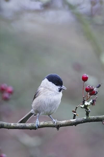 Marsh Tit - Perched on hawthorn twigs in fruit with red berries - Cleveland - UK