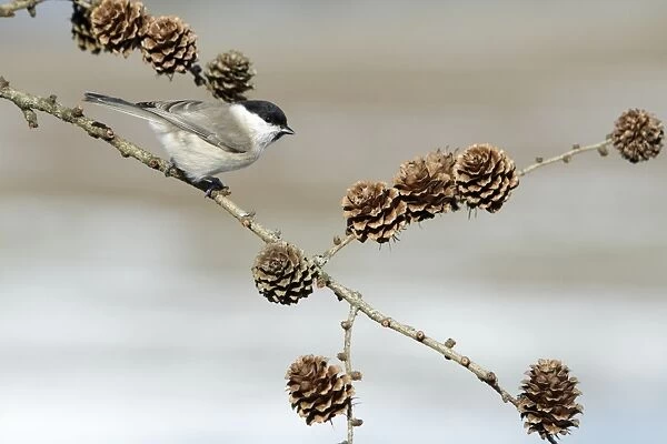 Marsh Tit - perched on larch tree branch - Hessen - Germany