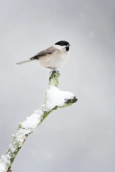 Framed Print : Marsh Tit - In snow storm - Cleveland - UK Framed Print : Marsh Tit - In snow storm - Cleveland - UK