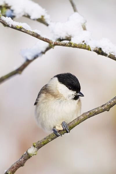 Marsh Tit - In snowy conditions feeding on sunflower seed - Cleveland - UK