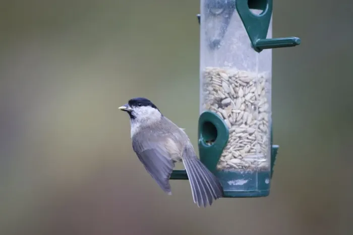 Framed Print : Marsh Tit Taking sunflower seeds from garden feeder. Cleveland, UK Framed Print : Marsh Tit Taking sunflower seeds from garden feeder. Cleveland, UK