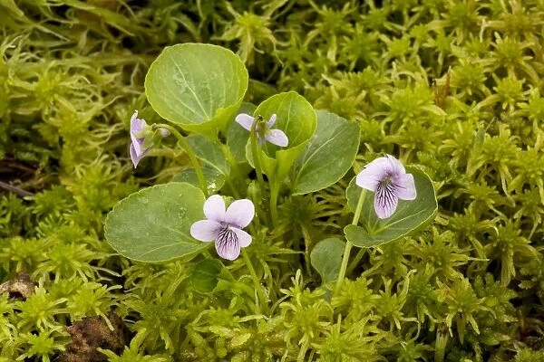 Marsh violet or bog violet (Viola palustris)amongst bog moss (Sphagnum). Rare in UK in bogs