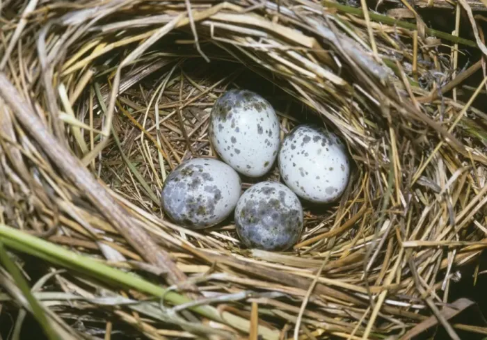 Framed Print : Marsh Warbler - nest with eggs