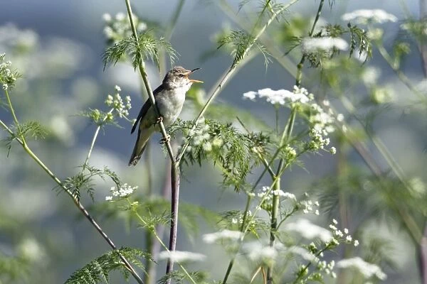Marsh Warbler - singing from flowering hemlock plant - Hessen - Germany