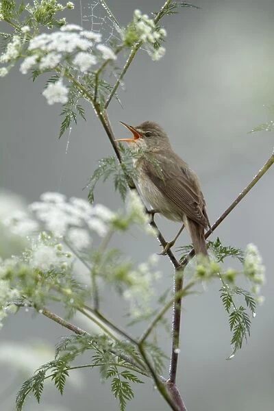 Marsh Warbler - singing from flowering hemlock plant - Hessen - Germany