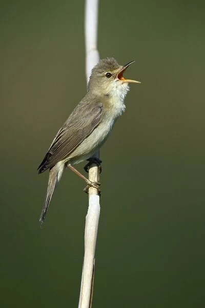 Marsh Warbler- singing from reed stalk, Lower Saxony, Germany