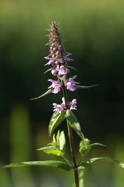 Marsh Woundwort - This is a creeping perennial, slightly aromatic, with a preference for a damp habitat. Here it was photographed by the Great Western Canal in Devon, UK. July
