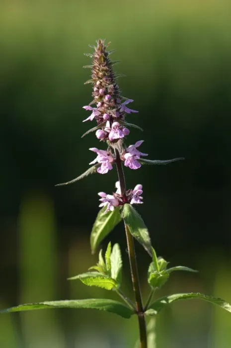 Framed Print : Marsh Woundwort - This is a creeping perennial, slightly aromatic, with a preference for a damp habitat. Here it was photographed by the Great Western Canal in Devon, UK. July Framed Print : Marsh Woundwort - This is a creeping perennial, slightly aromatic, with a preference for a damp habitat. Here it was photographed by the Great Western Canal in Devon, UK. July