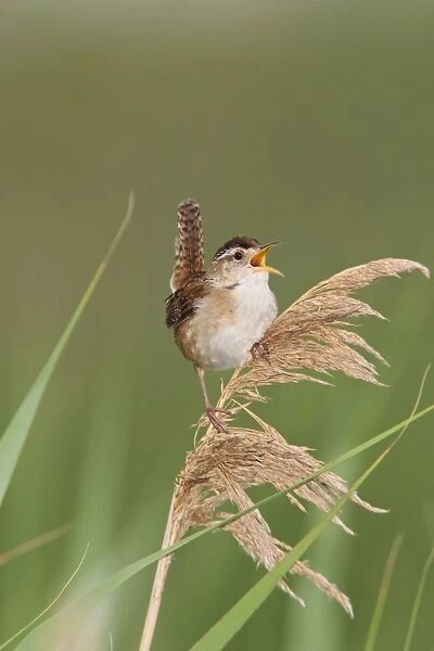 Marsh Wren - holding on to reeds singing - Stratford - CT USA in June
