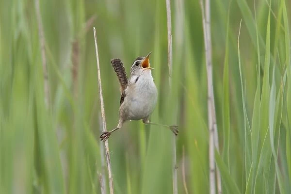 Marsh Wren - holding on to reeds singing - Stratford - CT USA in June