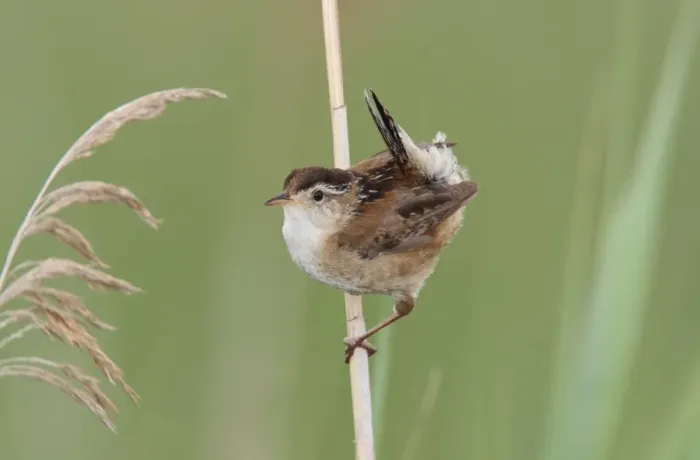 Framed Print : Marsh Wren. Stratford, CT, USA in June Framed Print : Marsh Wren. Stratford, CT, USA in June