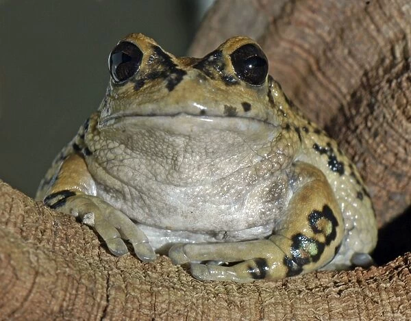 Marsupial frog Australia