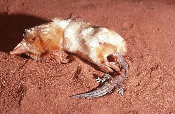 Marsupial Mole  /  Itjari-itjari  /  Blind Sand Burrower - eating Gecko Tanami Desert, Australia