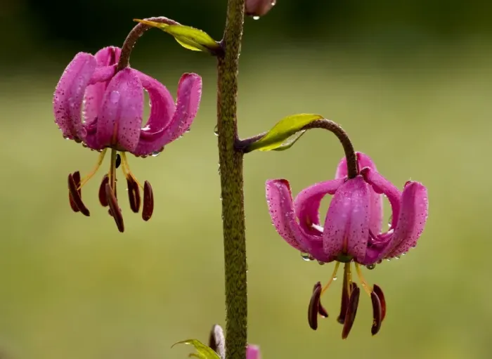 Framed Print : Martagon Lily - with early morning dew and raindrops, in the Ecrins National Park, French Alps, France Framed Print : Martagon Lily - with early morning dew and raindrops, in the Ecrins National Park, French Alps, France