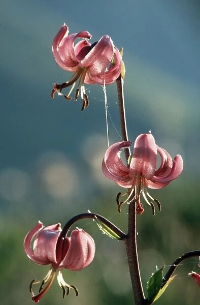 Martagon lily - Ecrins - Alps - France