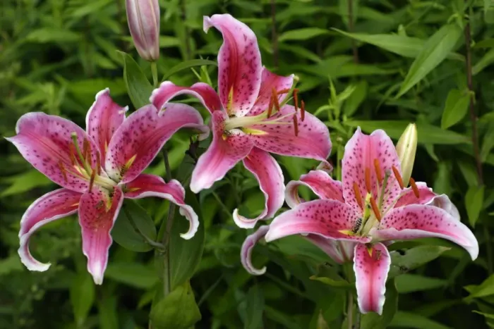 Framed Print : Martagon Lily - Garden hybrid Lower Saxony, Germany Framed Print : Martagon Lily - Garden hybrid Lower Saxony, Germany