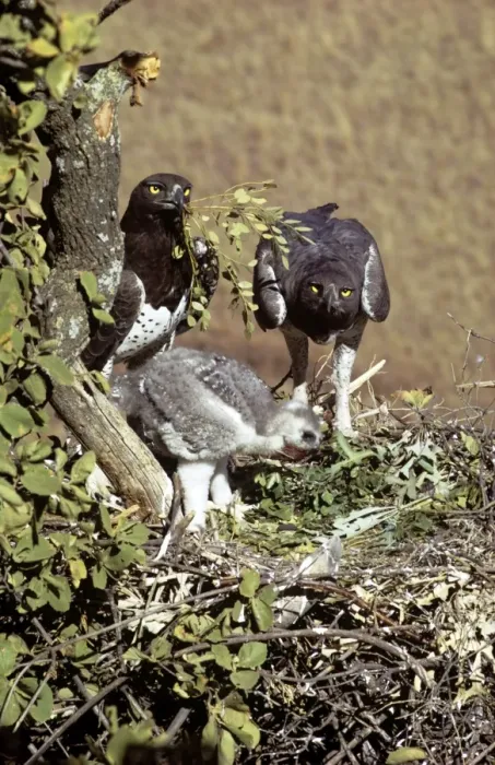 Framed Print : Martial Eagle Framed Print : Martial Eagle
