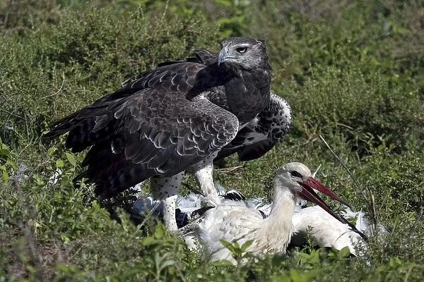 Martial Eagle - attacking White Stork - the fight lasted more than an hour but finally the Eagle was victorious - Ndutu area between Serengeti and Ngorongoro - Tanzania - Africa - Image series 4 of 4