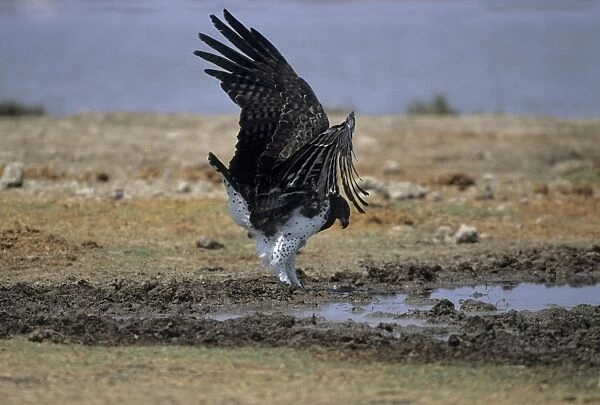 Martial Eagle - Drinking at waterhole Etosha National Park, Namibia, Africa BI008597
