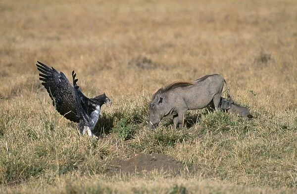Martial Eagle - and Warthog Kenya, Africa