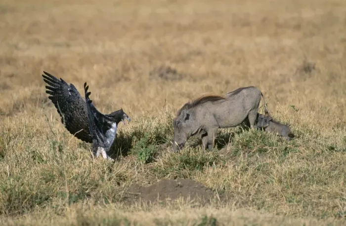 Framed Print : Martial Eagle - and Warthog Kenya, Africa Framed Print : Martial Eagle - and Warthog Kenya, Africa