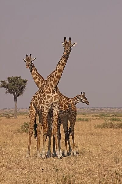 Masai Giraffe - family - Maasai Mara - Kenya