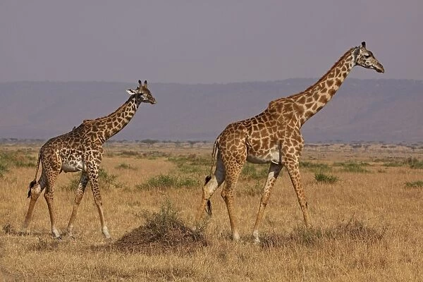 Masai Giraffe - family - Maasai Mara - Kenya