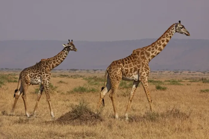 Framed Print : Masai Giraffe - family - Maasai Mara - Kenya Framed Print : Masai Giraffe - family - Maasai Mara - Kenya