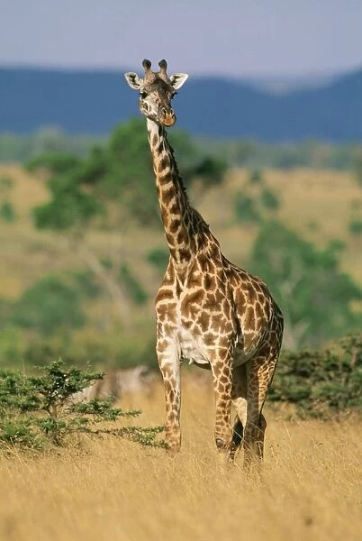 Masai Giraffe FL 1290 Masai Mara, Kenya, Africa. Giraffa camelopardalis tippelskirchi © Ferrero-Labat  /  ARDEA LONDON
