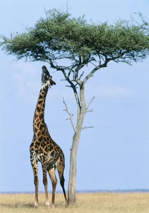 Framed Print : Masai Giraffe FL 2088 Masai Mara Kenya Africa Giraffe camelopardalis © Ferrero Labat / ARDEA LONDON Framed Print : Masai Giraffe FL 2088 Masai Mara Kenya Africa Giraffe camelopardalis © Ferrero Labat / ARDEA LONDON